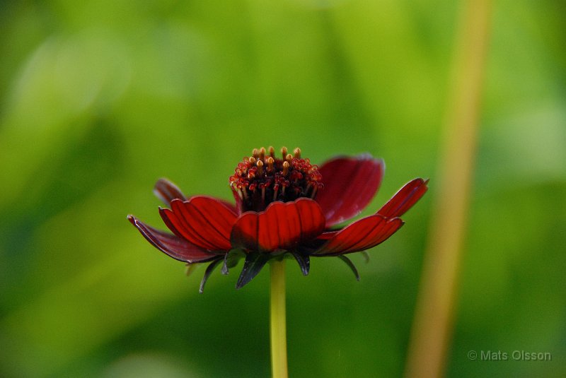 Chokladblomma 'Hot Chocolate', Cosmos atrosanguineus 'Hot Chocolate'