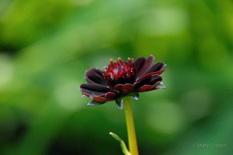 Chokladblomma 'Hot Chocolate', Cosmos atrosanguineus 'Hot Chocolate'