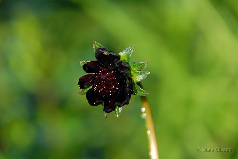 Chokladblomma 'Hot Chocolate', Cosmos atrosanguineus 'Hot Chocolate'