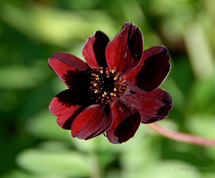 Chokladblomma 'Hot Chocolate', Cosmos atrosanguineus 'Hot Chocolate'