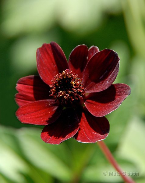 Chokladblomma 'Hot Chocolate', Cosmos atrosanguinea 'Hot Chocolate'