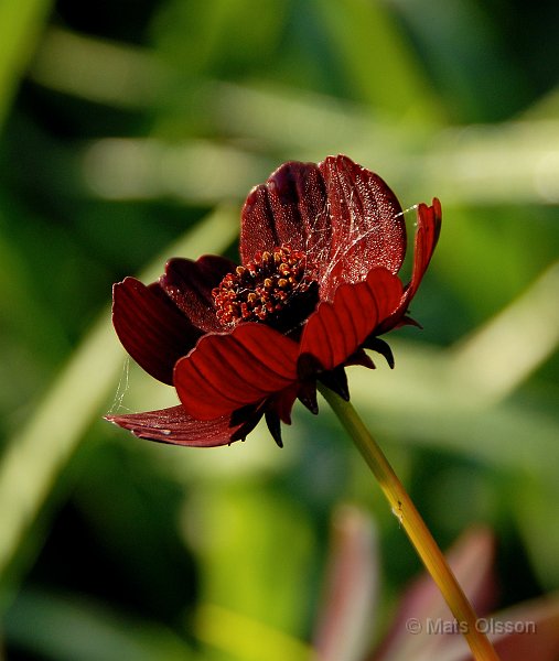 Chokladblomma 'Hot Chocolate', Cosmos atrosanguineus 'Hot Chocolate'