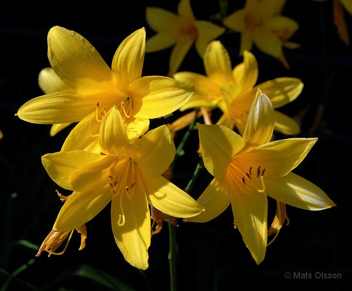 Gul Daglilja, Hemerocallis lilioasphodelus