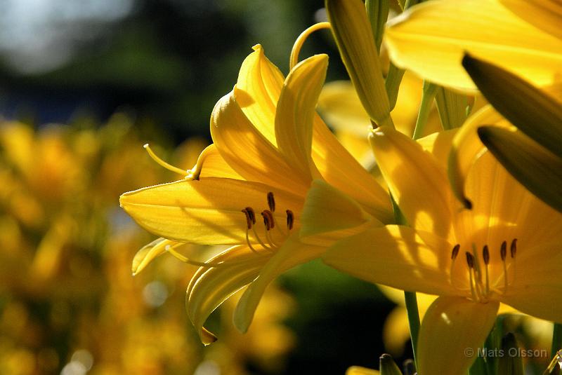 Gul Daglilja, Hemerocallis lilioasphodelus