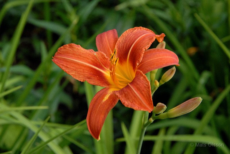Brunrd Daglilja, Hemerocallis fulva