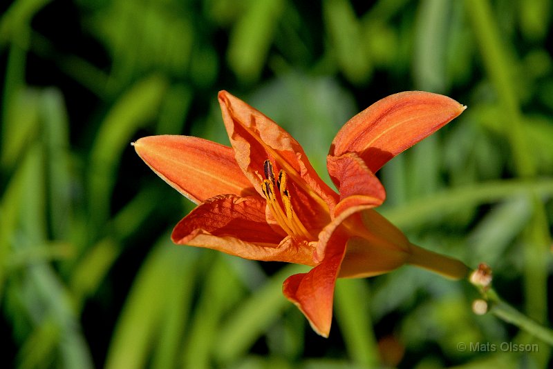 Brunrd Daglilja, Hemerocallis fulva