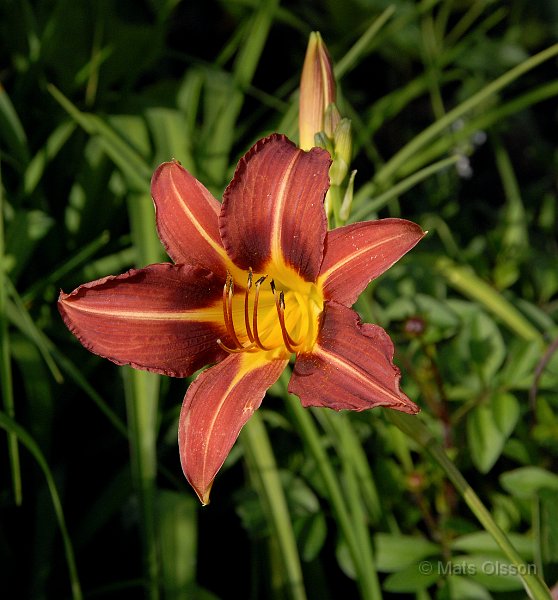 Daglilja 'Autumn Red', Hemerocallis 'Autumn Red'