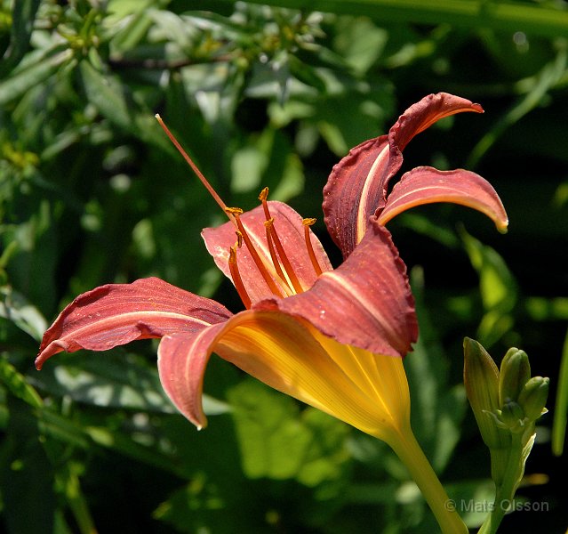 Daglilja 'Autumn Red', Hemerocallis 'Autumn Red'