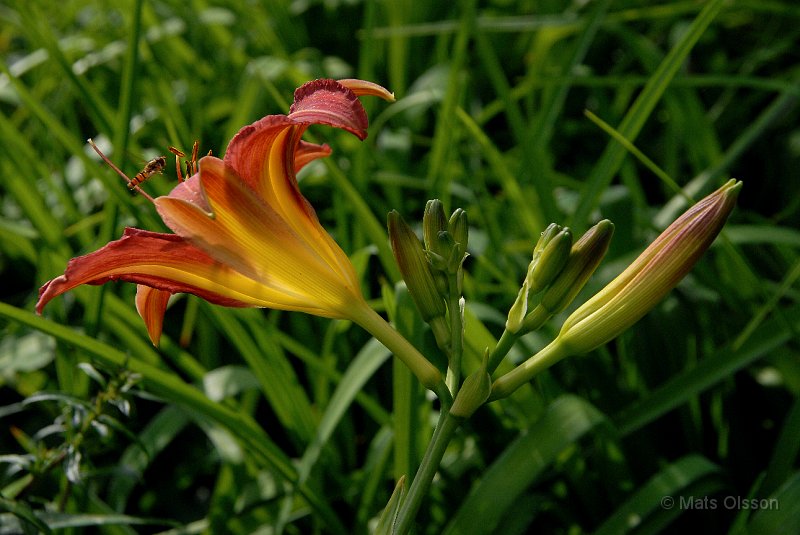 Daglilja 'Autumn Red', Hemerocallis 'Autumn Red'