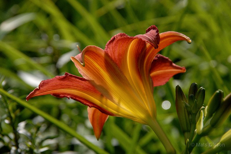 Daglilja 'Autumn Red', Hemerocallis 'Autumn Red'