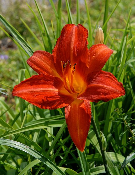 Daglilja 'Campfire Embers', Hemerocallis 'Campfire Embers'