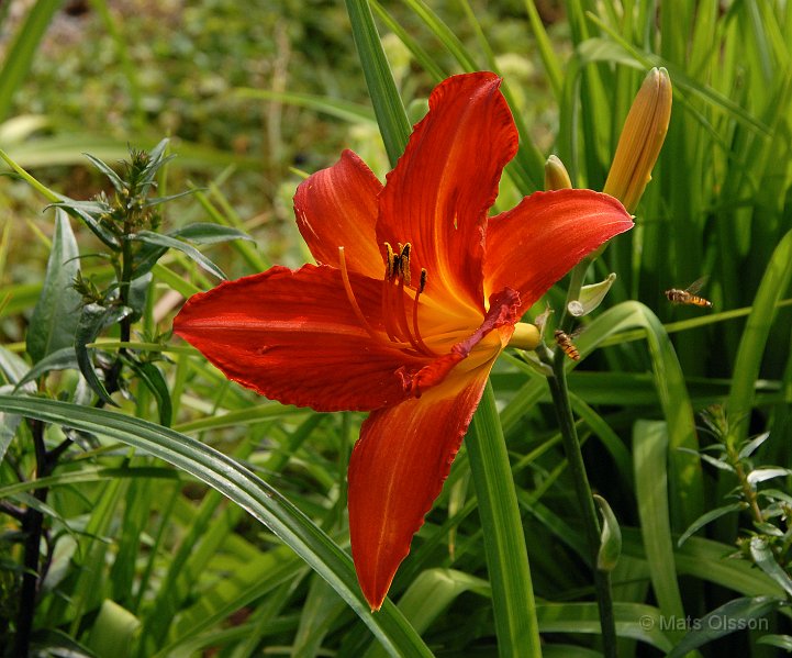 Daglilja 'Campfire Embers', Hemerocallis 'Campfire Embers'