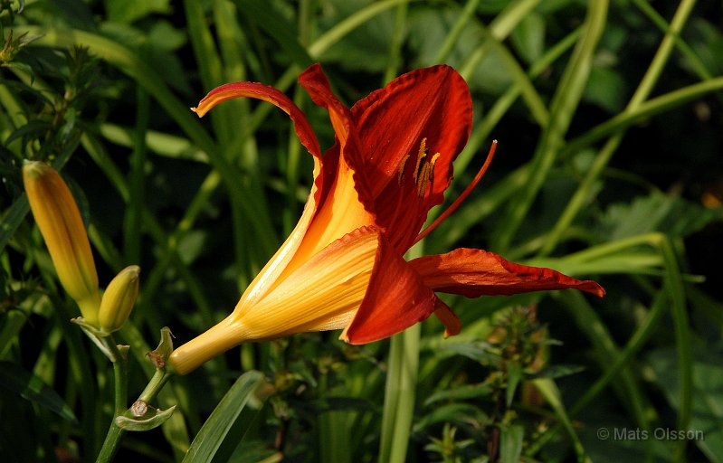 Daglilja 'Campfire Embers', Hemerocallis 'Campfire Embers'