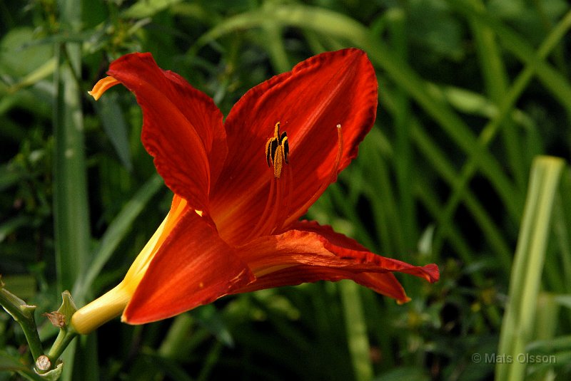Daglilja 'Campfire Embers', Hemerocallis 'Campfire Embers'