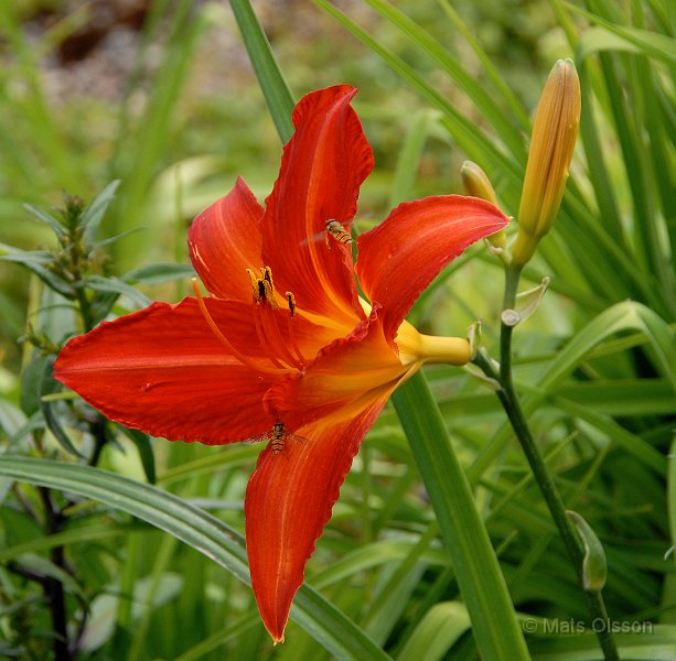 Daglilja 'Campfire Embers', Hemerocallis 'Campfire Embers'