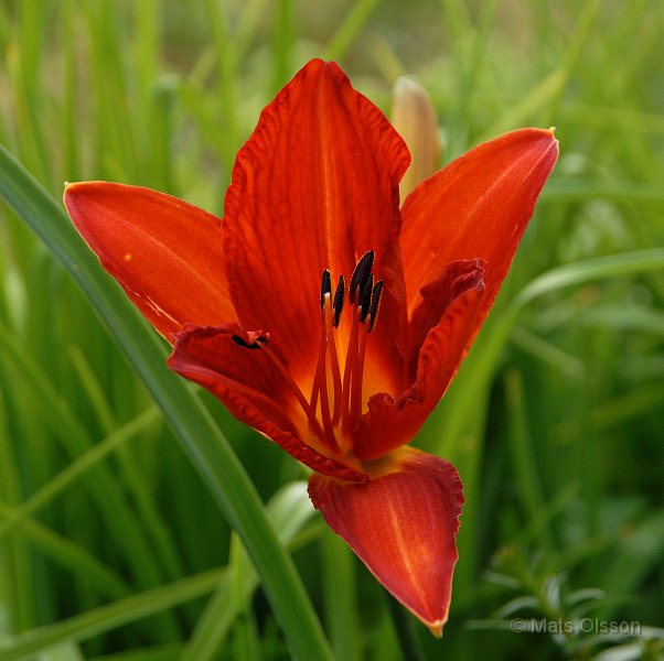 Daglilja 'Campfire Embers', Hemerocallis 'Campfire Embers'