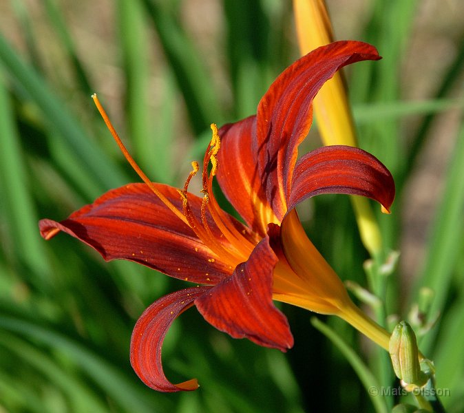 Daglilja 'Sammy Russel', Hemerocallis 'Sammy Russel'