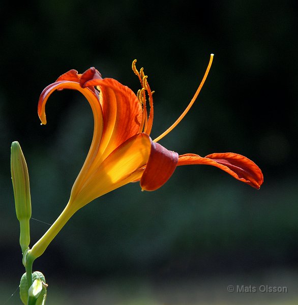 Daglilja 'Sammy Russel', Hemerocallis 'Sammy Russel'