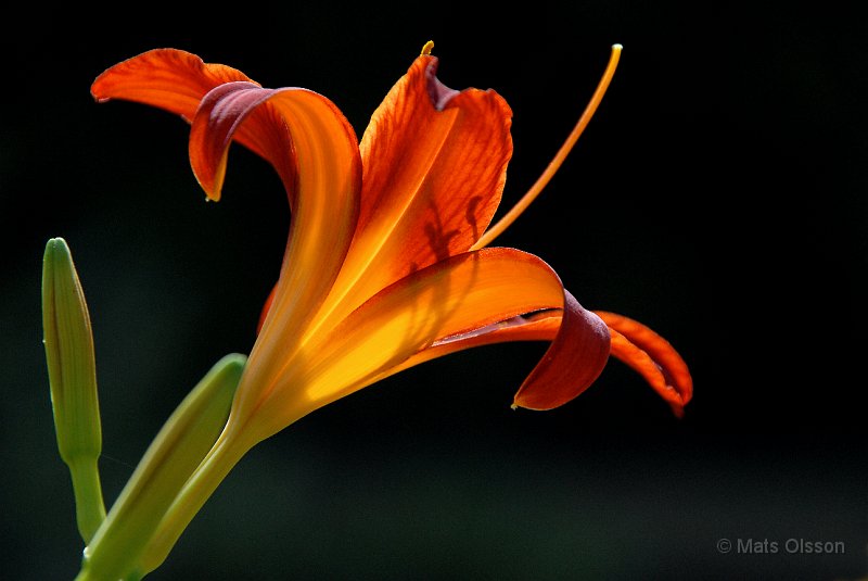 Daglilja, Hemerocallis 'Sammy Russel'