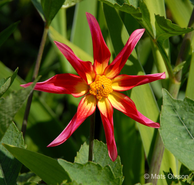 Dahlia 'Honka Surprise', Dahlia x pinnata 'Honka Surprise'