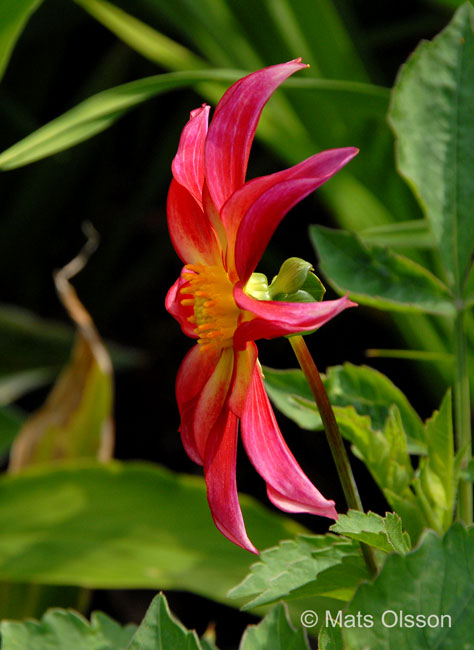 Dahlia 'Honka Surprise', Dahlia x pinnata 'Honka Surprise'