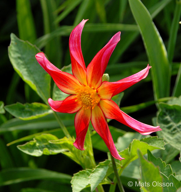 Dahlia 'Honka Surprise', Dahlia x pinnata 'Honka Surprise'