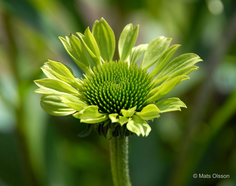 green jewel echinacea