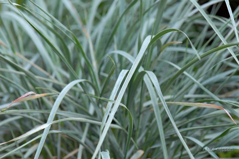 Blelm, Elymus magellanicus