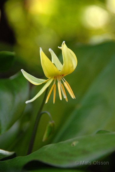 Hundtandslilja, Erythronium 'Pagoda'