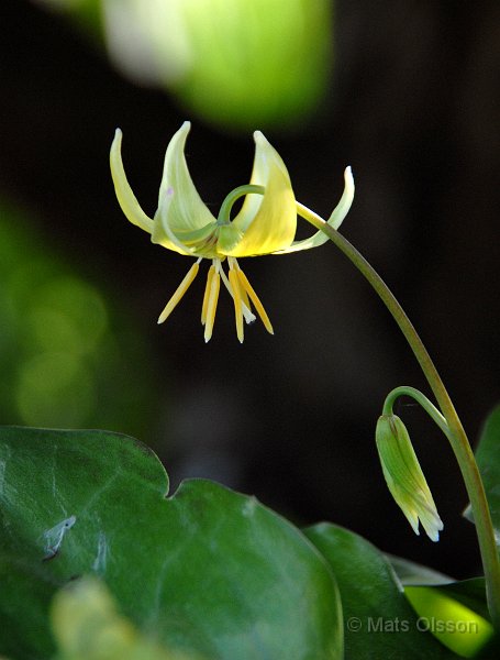 Hundtandslilja, Erythronium 'Pagoda'