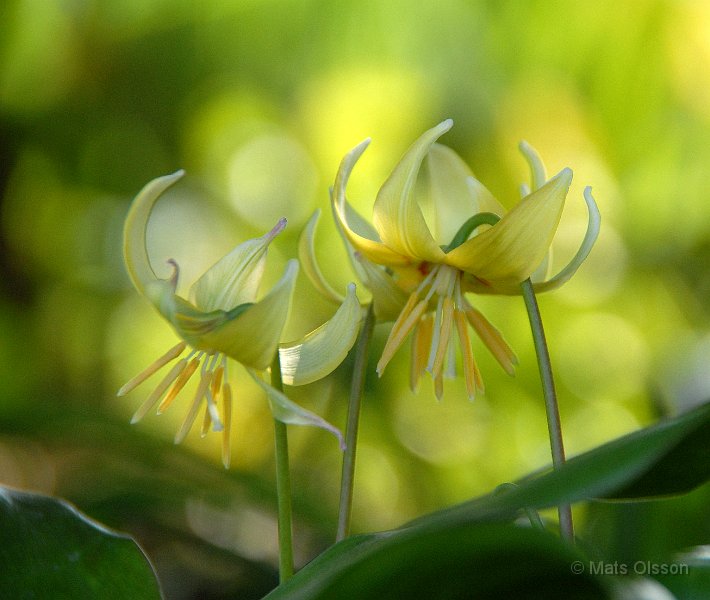 Hundtandslilja, Erythronium 'Pagoda'