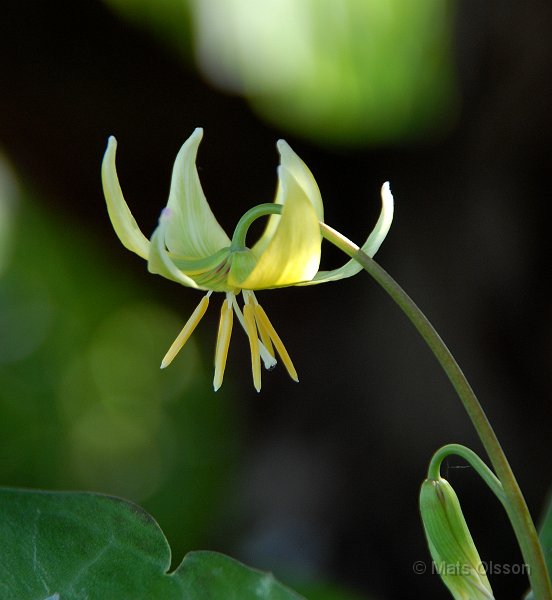Hundtandslilja, Erythronium 'Pagoda'