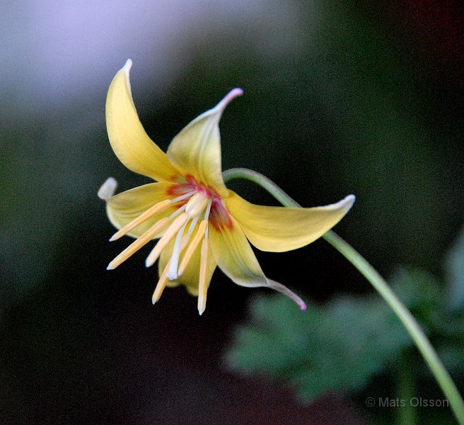 Hundtandslilja, Erythronium 'Pagoda'