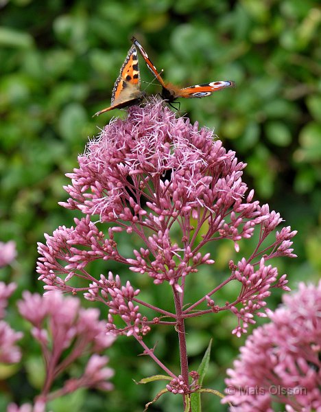 Rosenflockel, Eupatorium purpureum