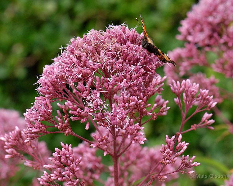Rosenflockel, Eupatorium purpureum
