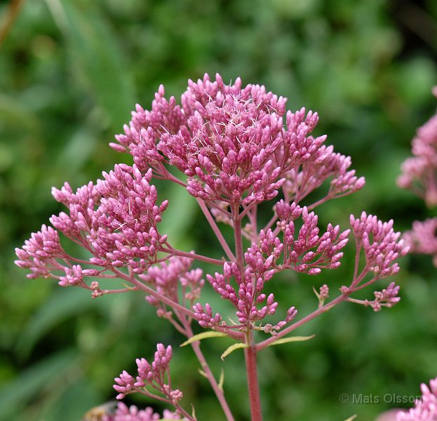 Rosenflockel, Eupatorium purpureum