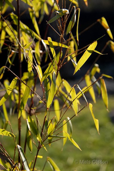 Glansbambu 'Jiuzhaigou 1', Fargesia nitida 'Jiuzhaigou 1'
