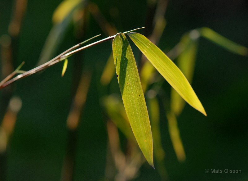 Glansbambu 'Jiuzhaigou 1', Fargesia nitida 'Jiuzhaigou 1'