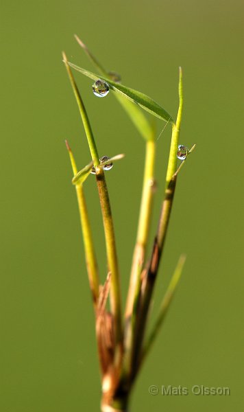 Glansbambu 'Jiuzhaigou 1', Fargesia nitida 'Jiuzhaigou 1'