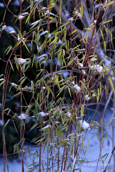 Glansbambu 'Jiuzhaigou 1', Fargesia nitida 'Jiuzhaigou 1'