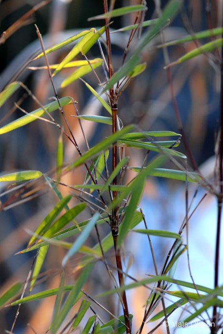Glansbambu 'Jiuzhaigou 1', Fargesia nitida 'Jiuzhaigou 1'