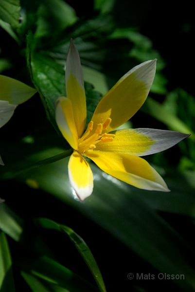 Flocktulpan, Tulipa tarda