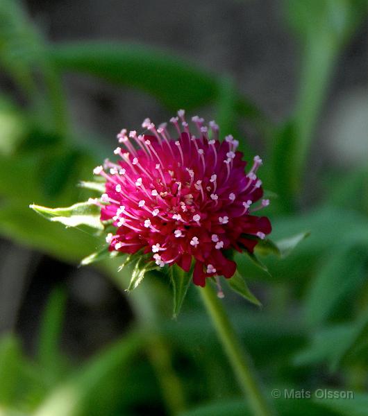 Grekisk vdd 'Mars Midget', Knautia macedonica 'Mars Midget'