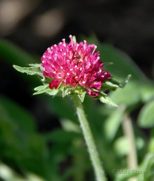 Grekisk vdd 'Mars Midget', Knautia macedonica 'Mars Midget'