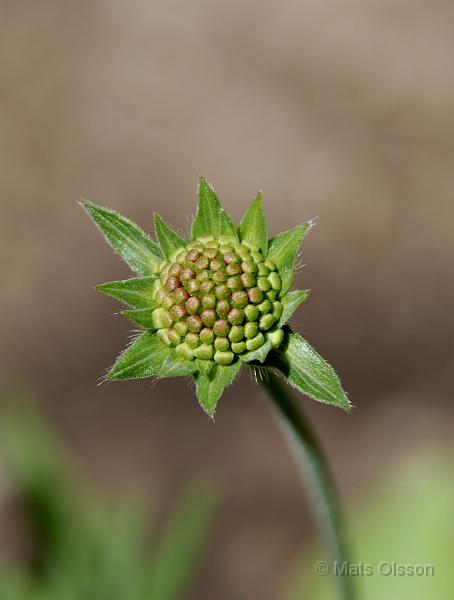 Grekisk vdd 'Mars Midget', Knautia macedonica 'Mars Midget'