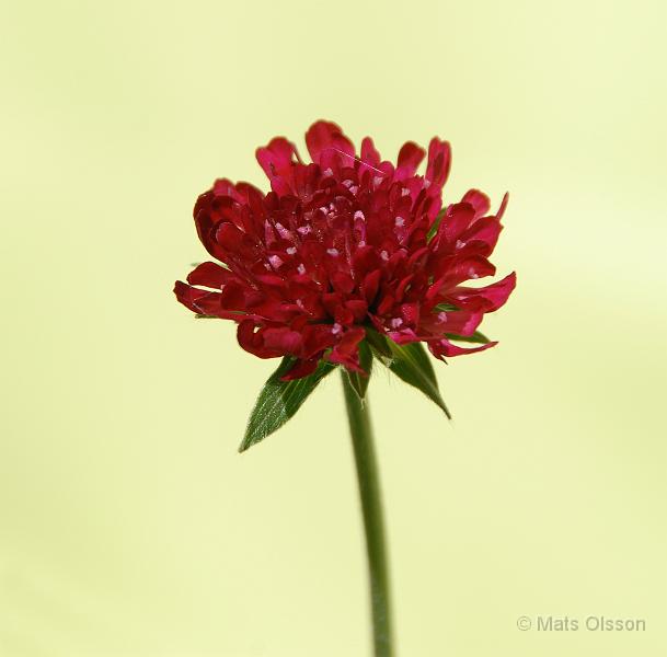 Grekisk vdd 'Mars Midget', Knautia macedonica 'Mars Midget'