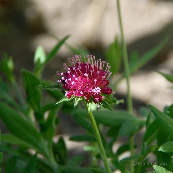 Grekisk vdd 'Mars Midget', Knautia macedonica 'Mars Midget'