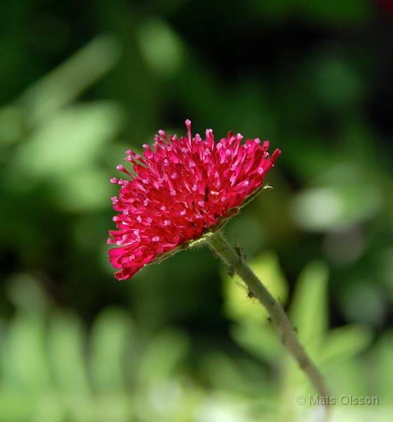 Grekisk vdd 'Mars Midget', Knautia macedonica 'Mars Midget'