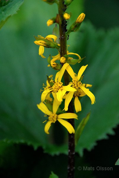 Mrk Gullstav, Ligularia stenocephala