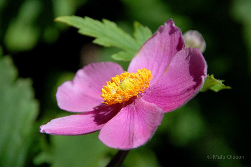 Hstanemon 'Rosa', Anemone hupehensis 'Rosa'